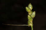 Florida hammock sedge